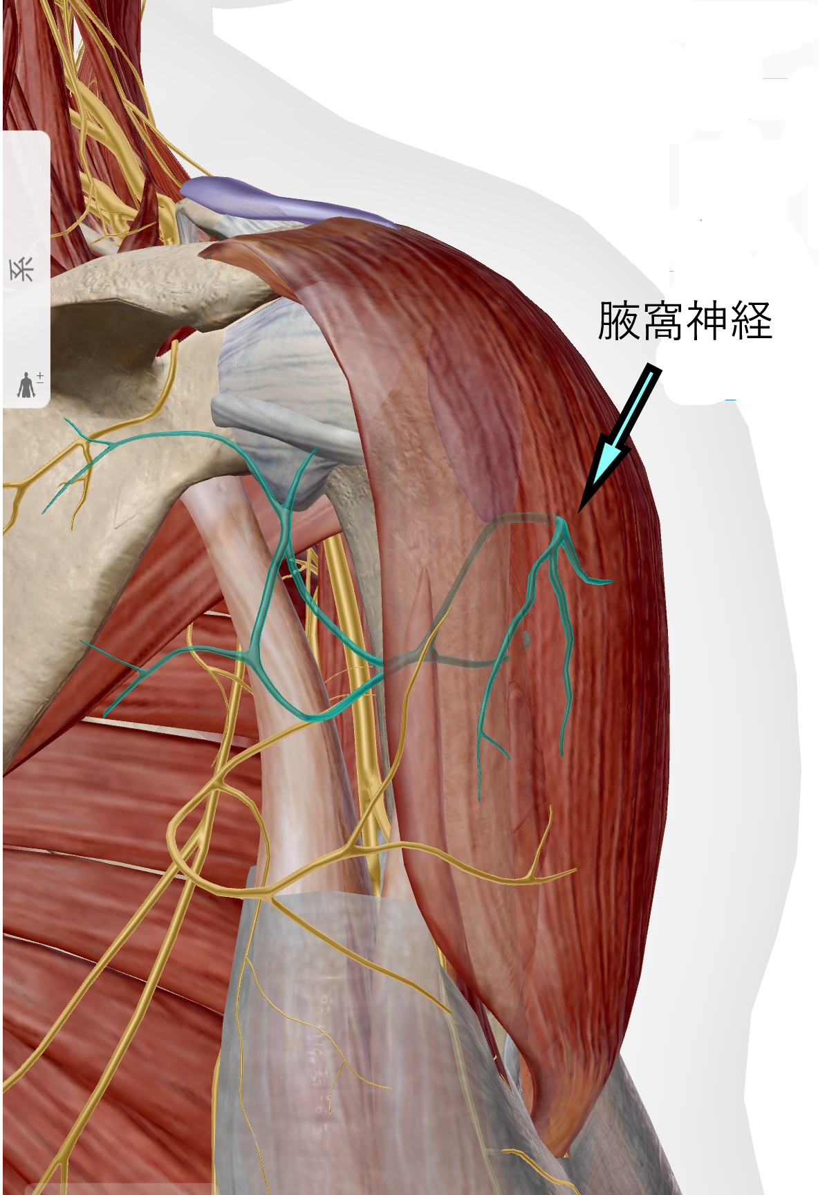 腋窩神経